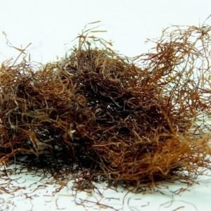 Barba De Choclo 50gr
